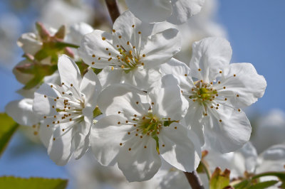 Kirschblten   -  Cherry blossoms