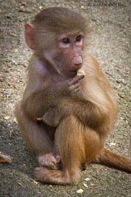 Im Tierpark Hagenbeck, verffentlicht mit Genehmigung des Tierparks Hagenbeck