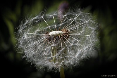 Pusteblume