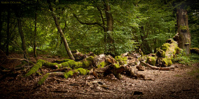 Der Kreislauf der Natur