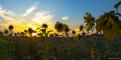 Sonnenblumen