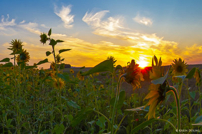 Sonnenblumen