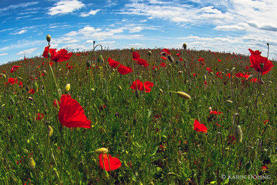 Mit dem Fisheye im Mohn