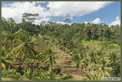 Paddy fields