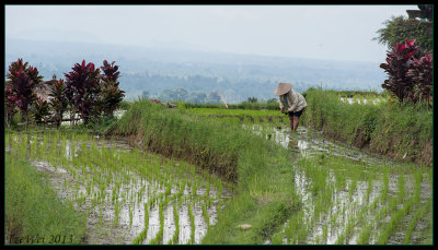 Working in the fields