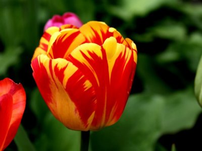 Tulip Time, Pella, IA