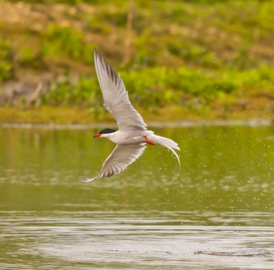 Common Tern