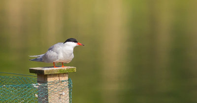 Common Tern