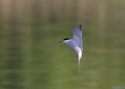 Common Tern