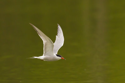 Common Tern