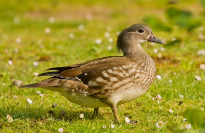 Mandarin