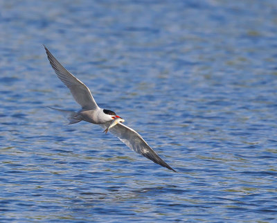 Common Tern