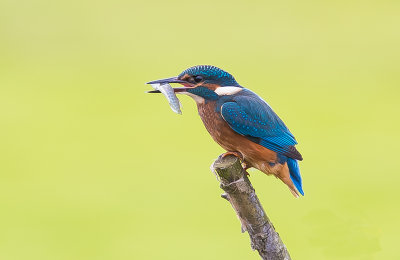 kingfisher