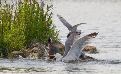 Herring Gull VS Coot and Common Tern