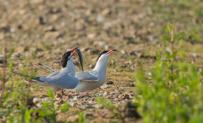 Common Tern