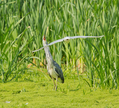 Heron&Black Headed gull