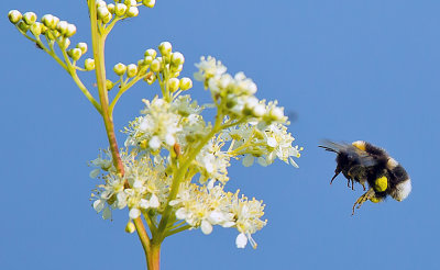 bee