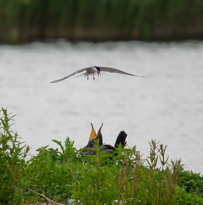 Cormorant&Common Tern