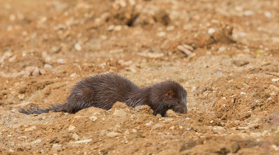 Mink
