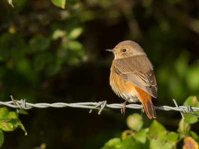 redstart