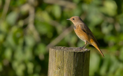 Redstart