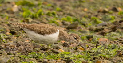 Common Sandpiper