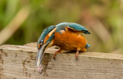 kingfisher