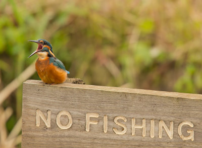 kingfisher