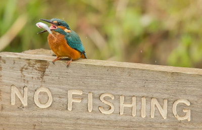 kingfisher