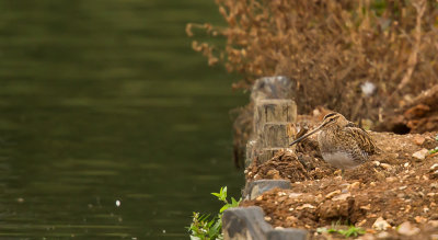 Snipe