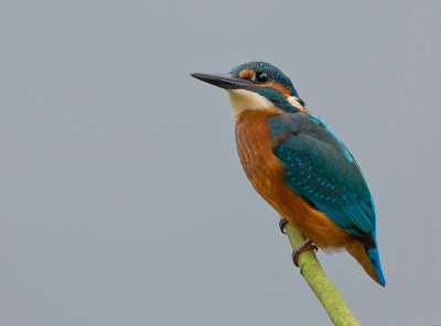 kingfisher