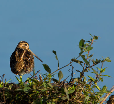 Snipe