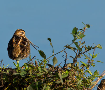 Snipe