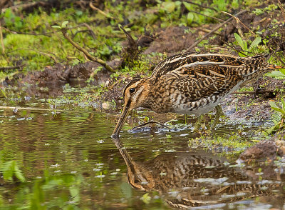 Snipe