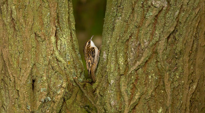 Treecreeper