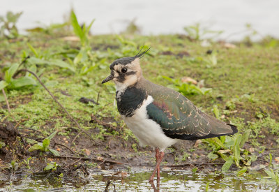 lapwing