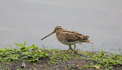 Snipe
