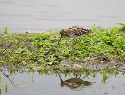 Snipe