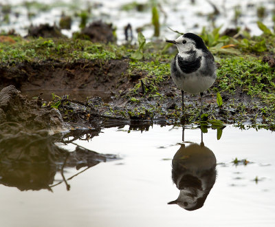 pied_wagtail