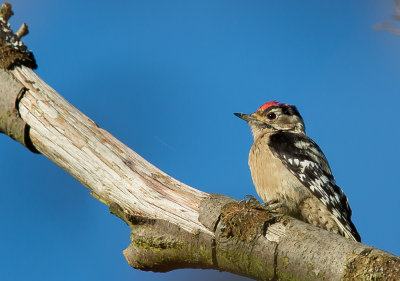 lesser_spotted_woodpecker