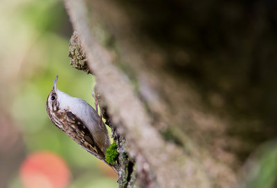 Treecreeper