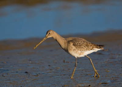 Black Tailed Godwit