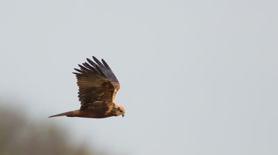 Marsh Harrier
