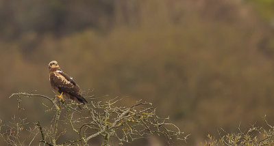 marsh_harrier