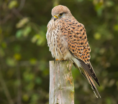 Kestrel