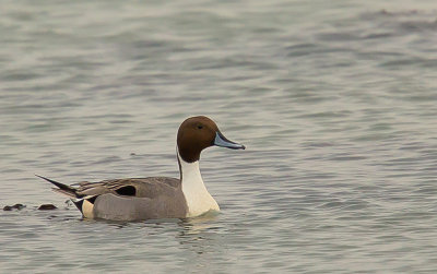 pintail