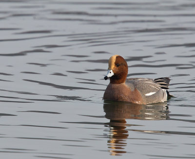 wigeon