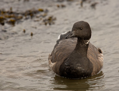 brent_goose