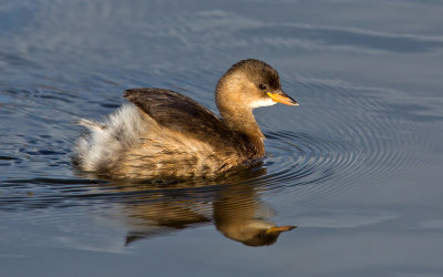 little_grebe