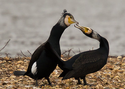 cormorant